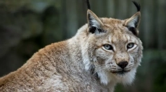 Lynx obyčejný (eurasian lynx)